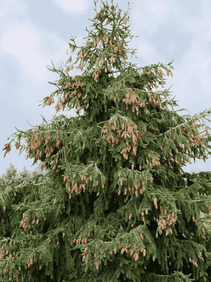 Ель обыкновенная Acrocona Ель обыкновенная Acrocona