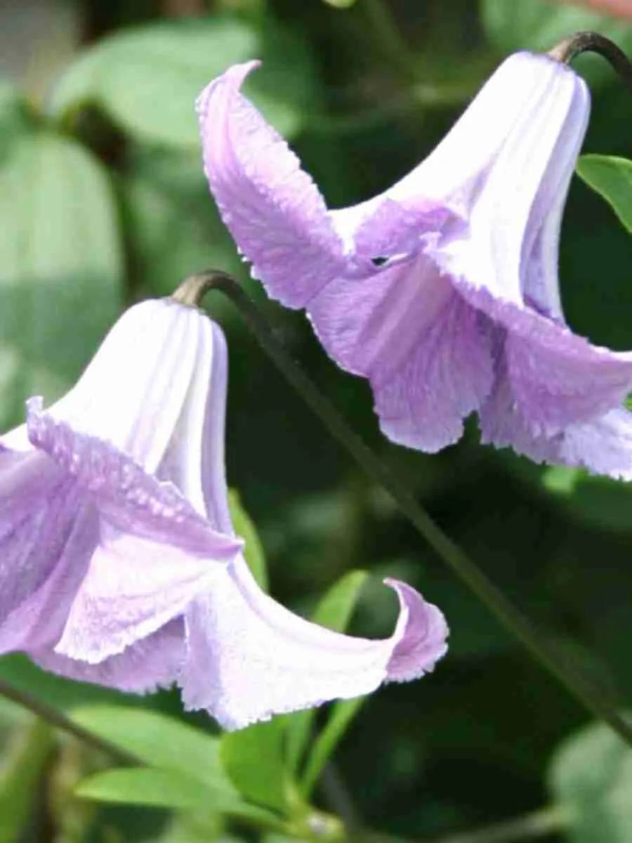 Клематис Fairy slippers