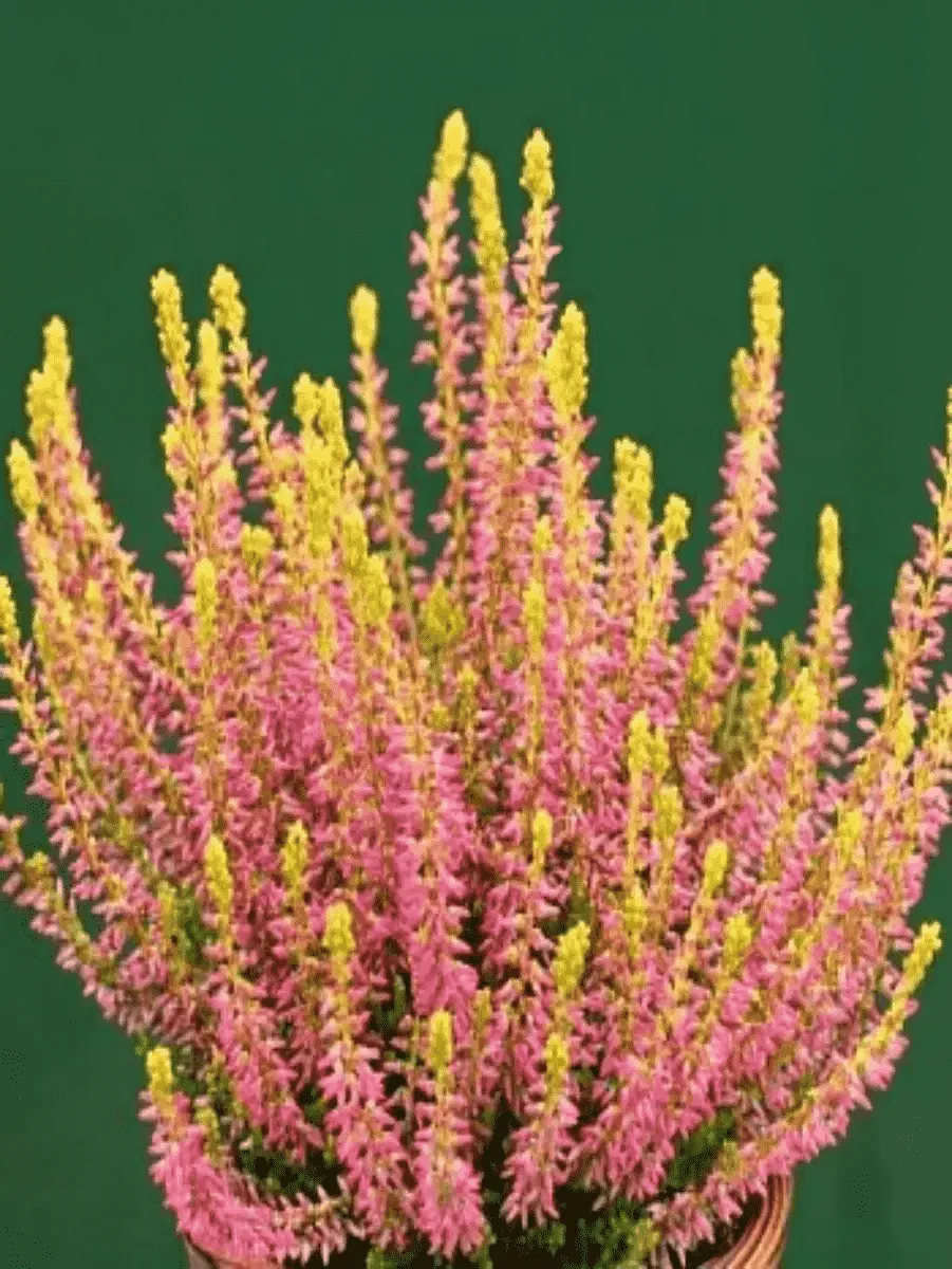 Вереск обыкновенный Golden Angie