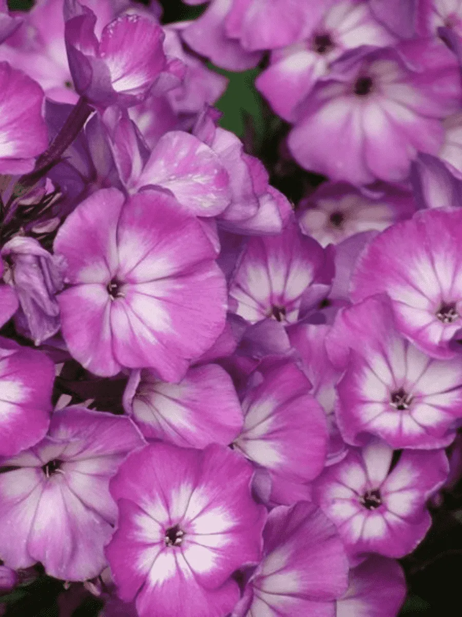 Флокс метельчатый Andre