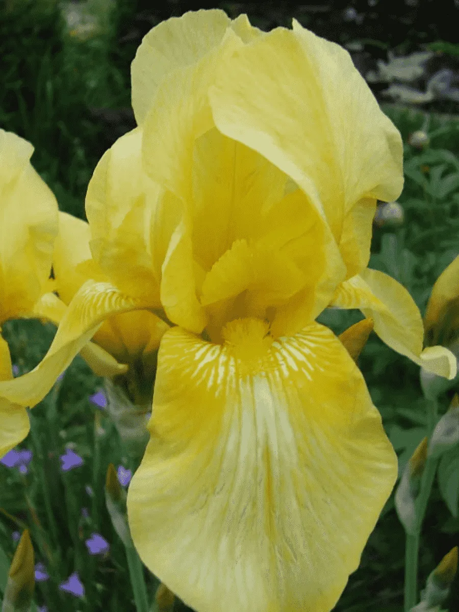 Ирис германский Maui Moonlight