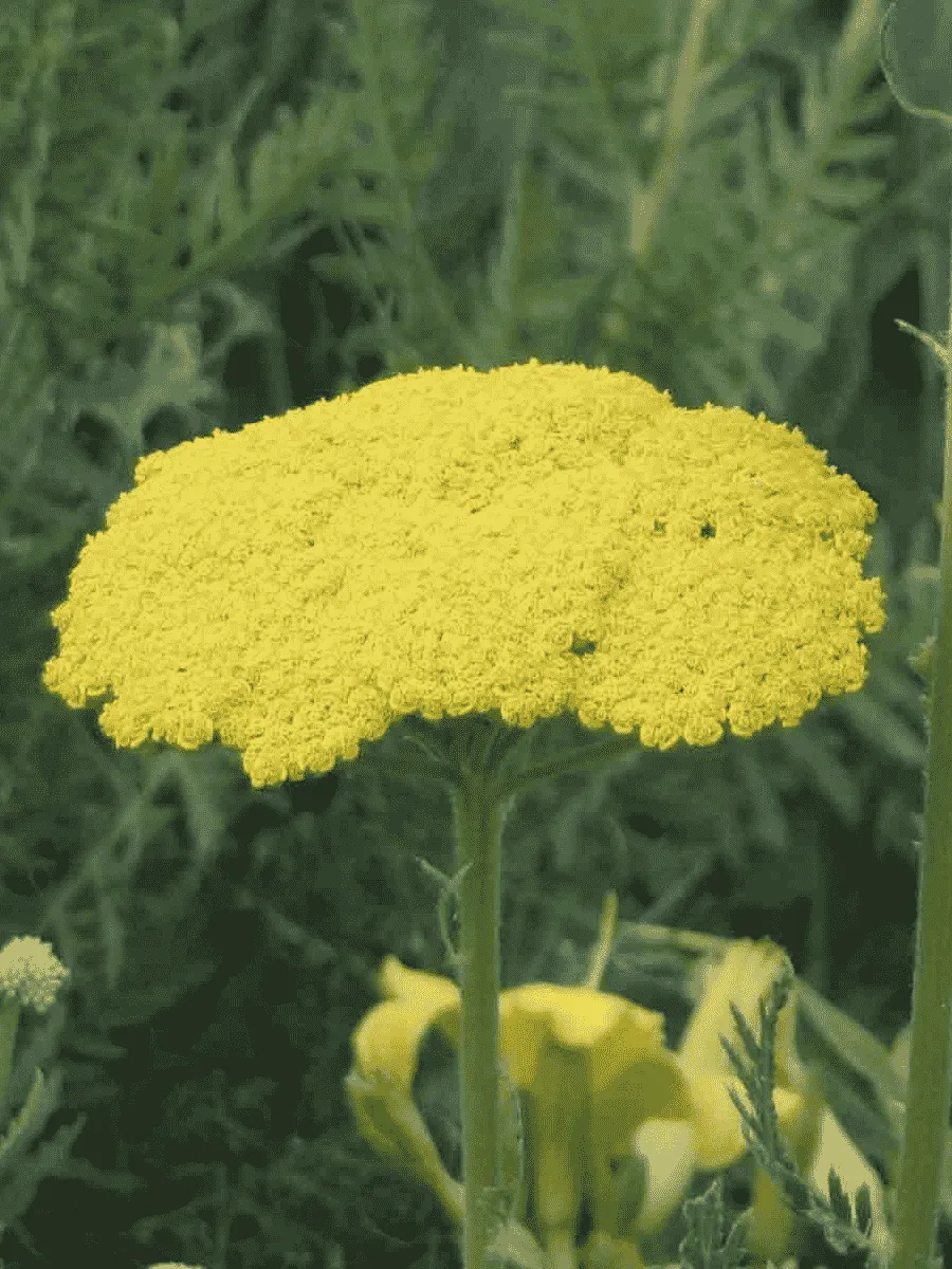 Тысячелистник обыкновенный Gold Plate Тысячелистник обыкновенный Gold Plate