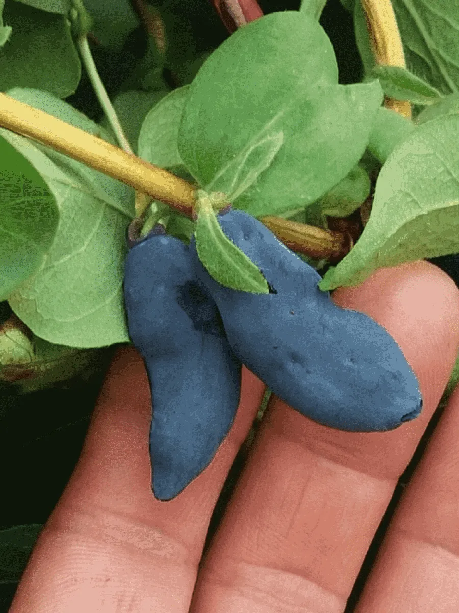 Жимолость сьедобная Стойкая