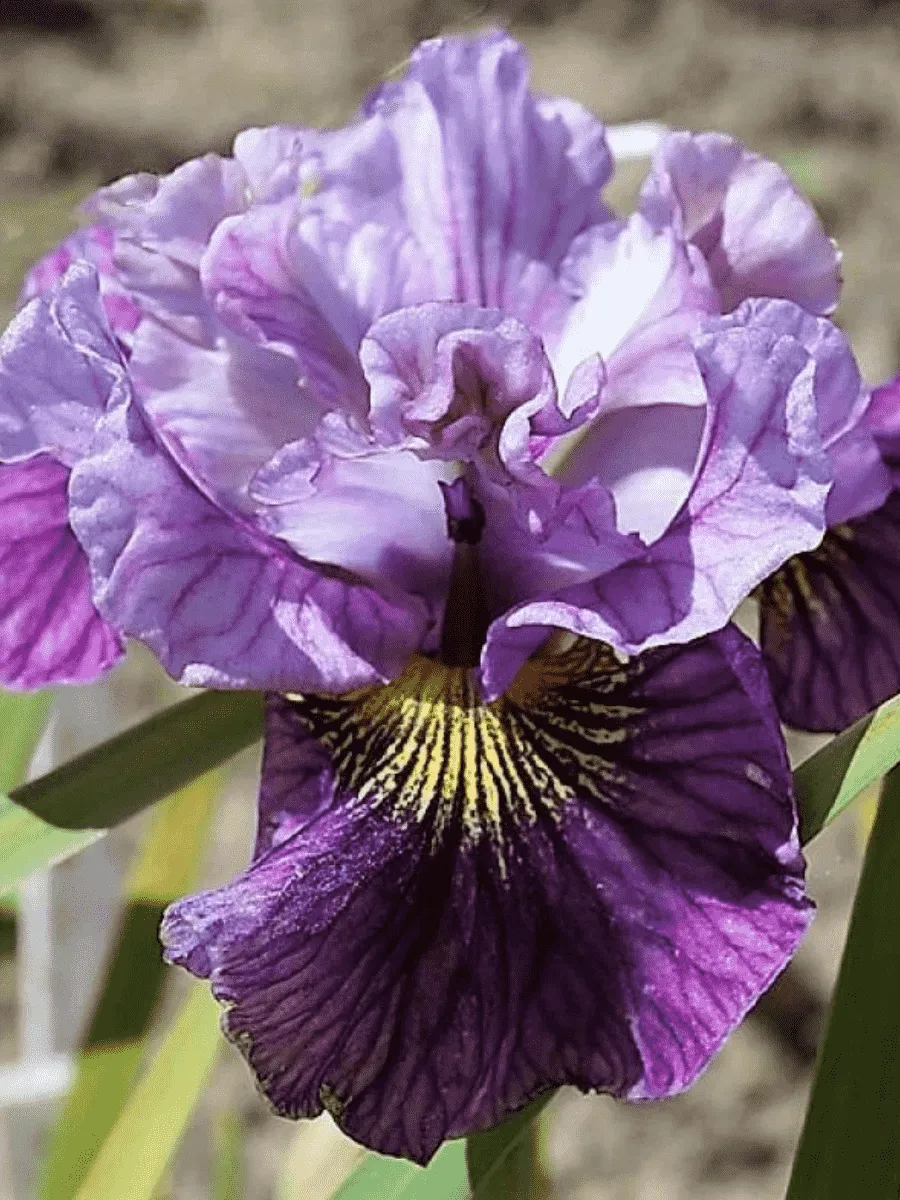 Ирис сибирский Mad Hat