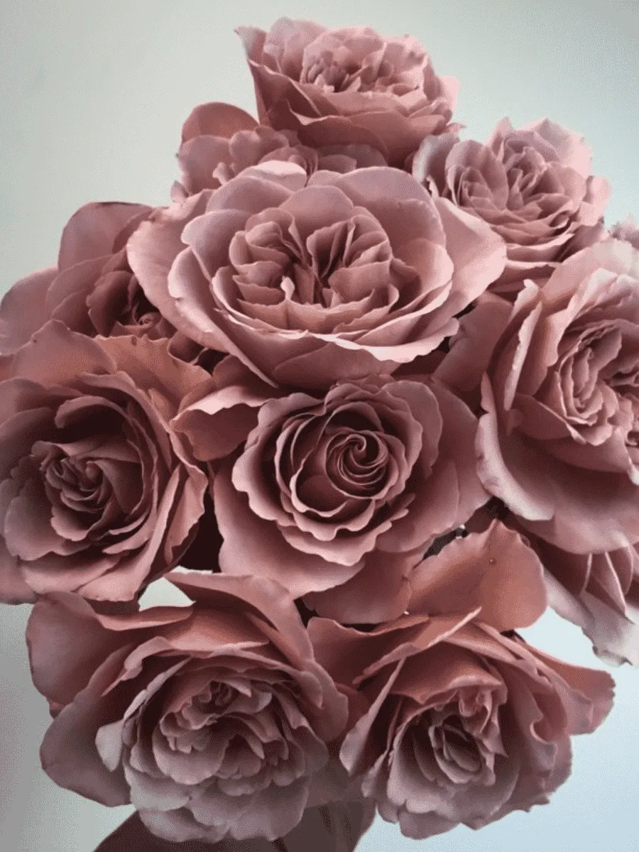 Роза чайно-гибридная Cafe Latte