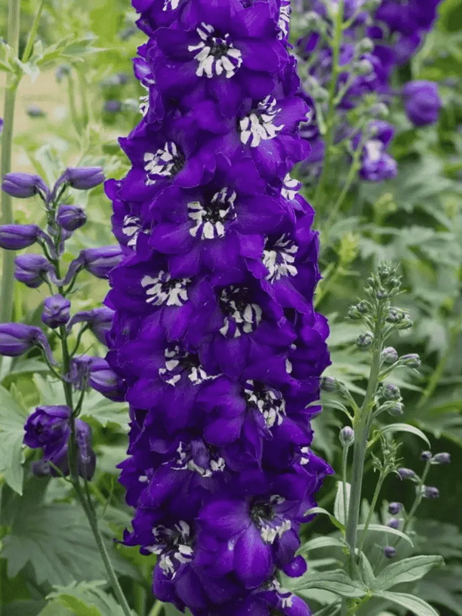 Дельфиниум Magic Fountain Dark Blue White Bee Дельфиниум Magic Fountain Dark Blue White Bee