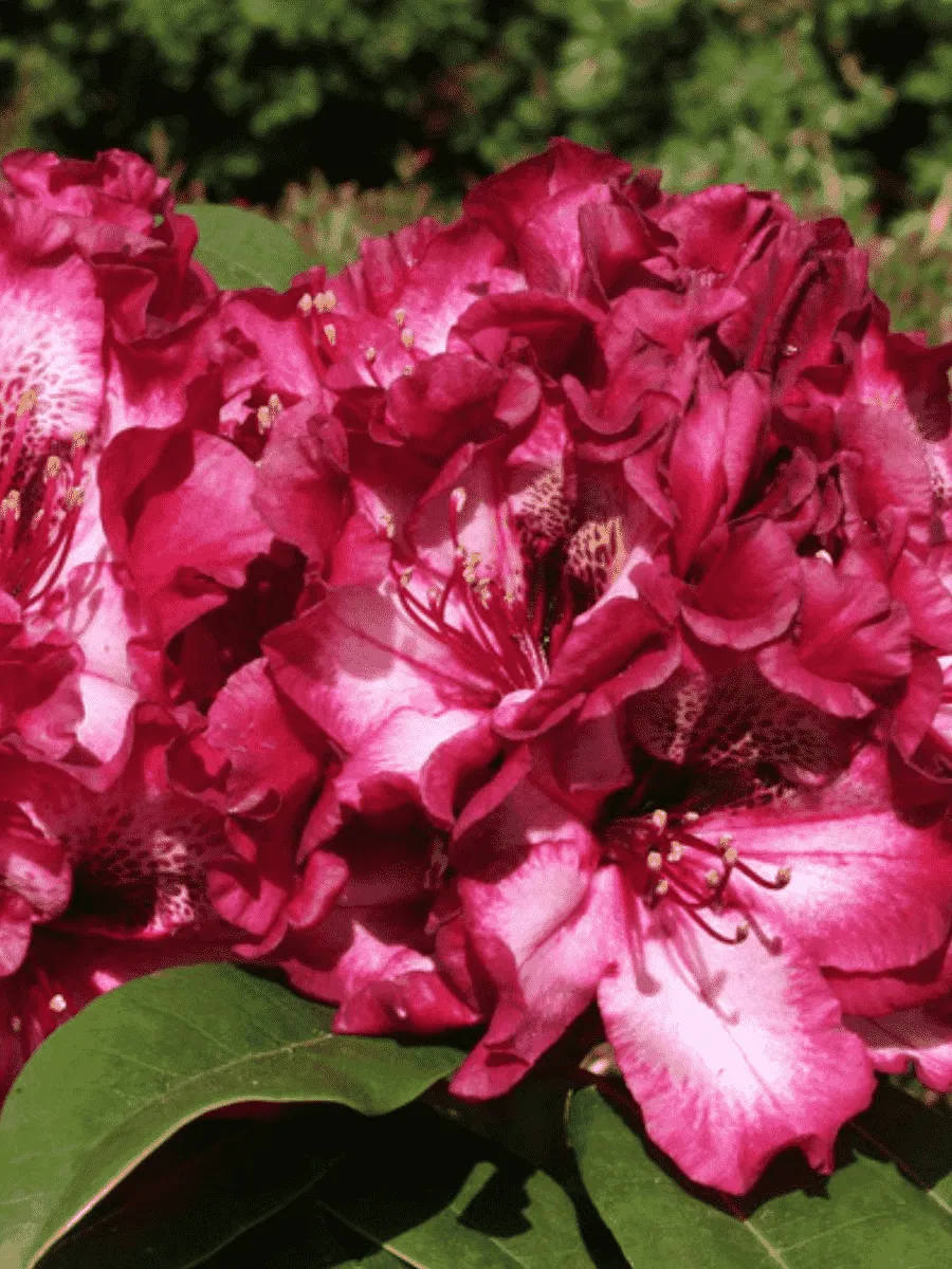 Рододендрон гибридный Painted Purple