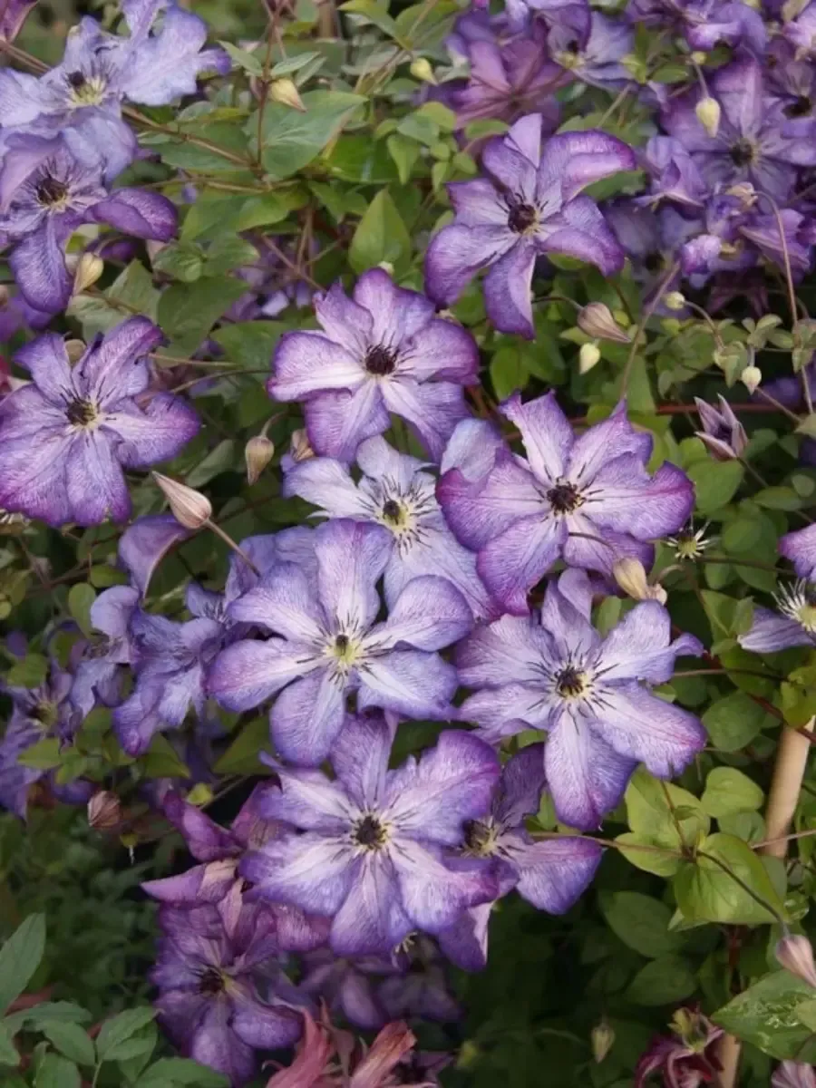 Клематис гибридный Cloudburst