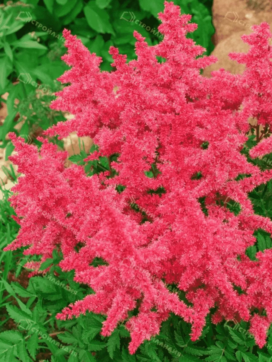 Астильба гибридная Younique Carmine Астильба гибридная Younique Carmine