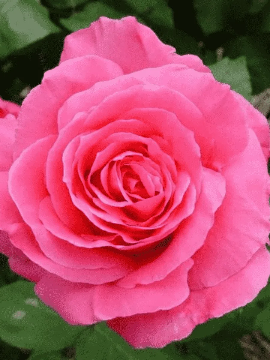 Роза чайно-гибридная  Susan Hampshire