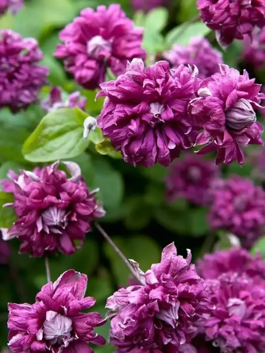 Клематис гибридный Purpurea Plena Elegans Клематис гибридный Purpurea Plena Elegans