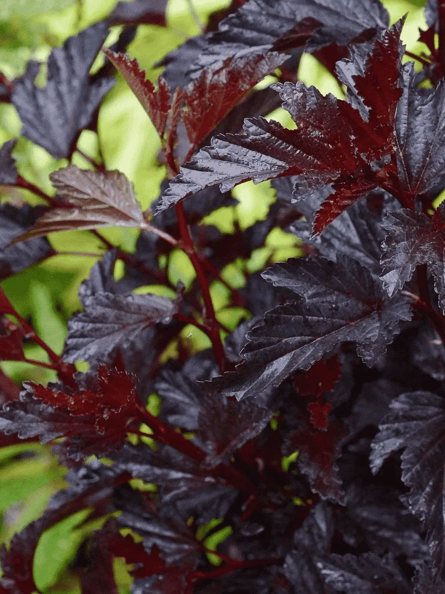 Пузыреплодник калинолистный All Black