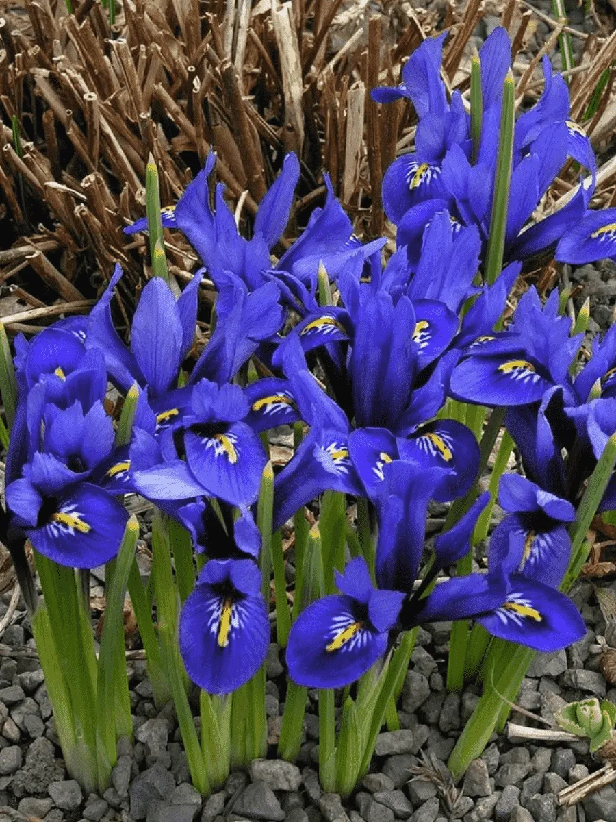 Ирис сетчатый Harmony