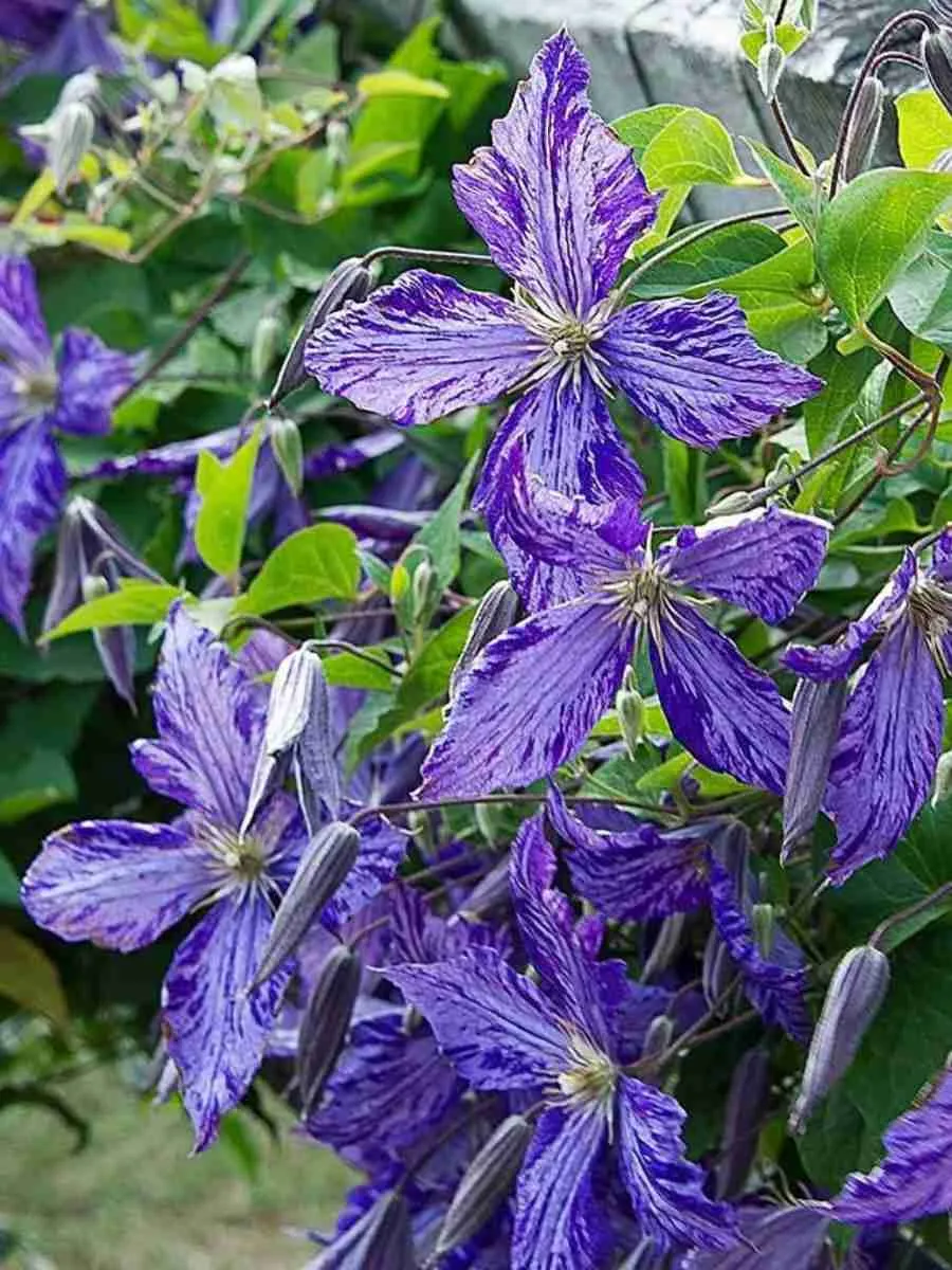 Клематис Tie Dye