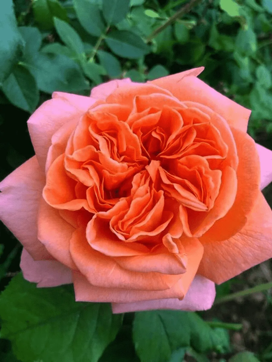 Роза Чайно-гибридная Rene Goscinny