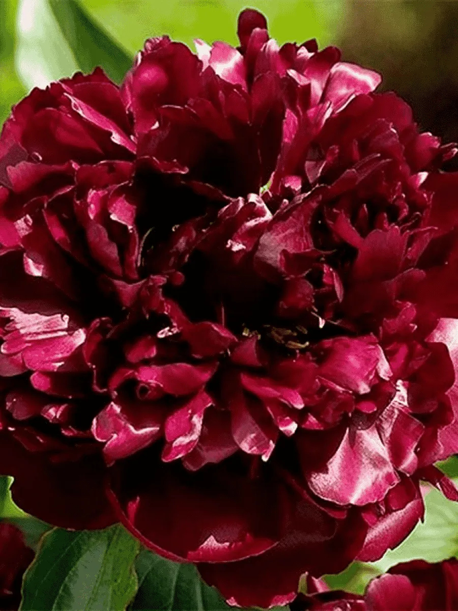 Пион Молочноцветковый Black Beauty