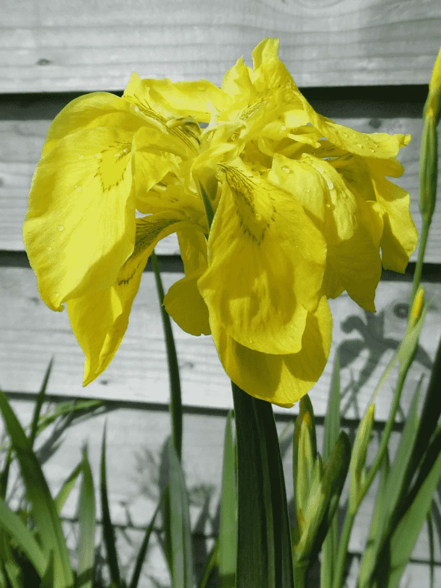 Ирис болотный Flore Plena Ирис болотный Flore Plena