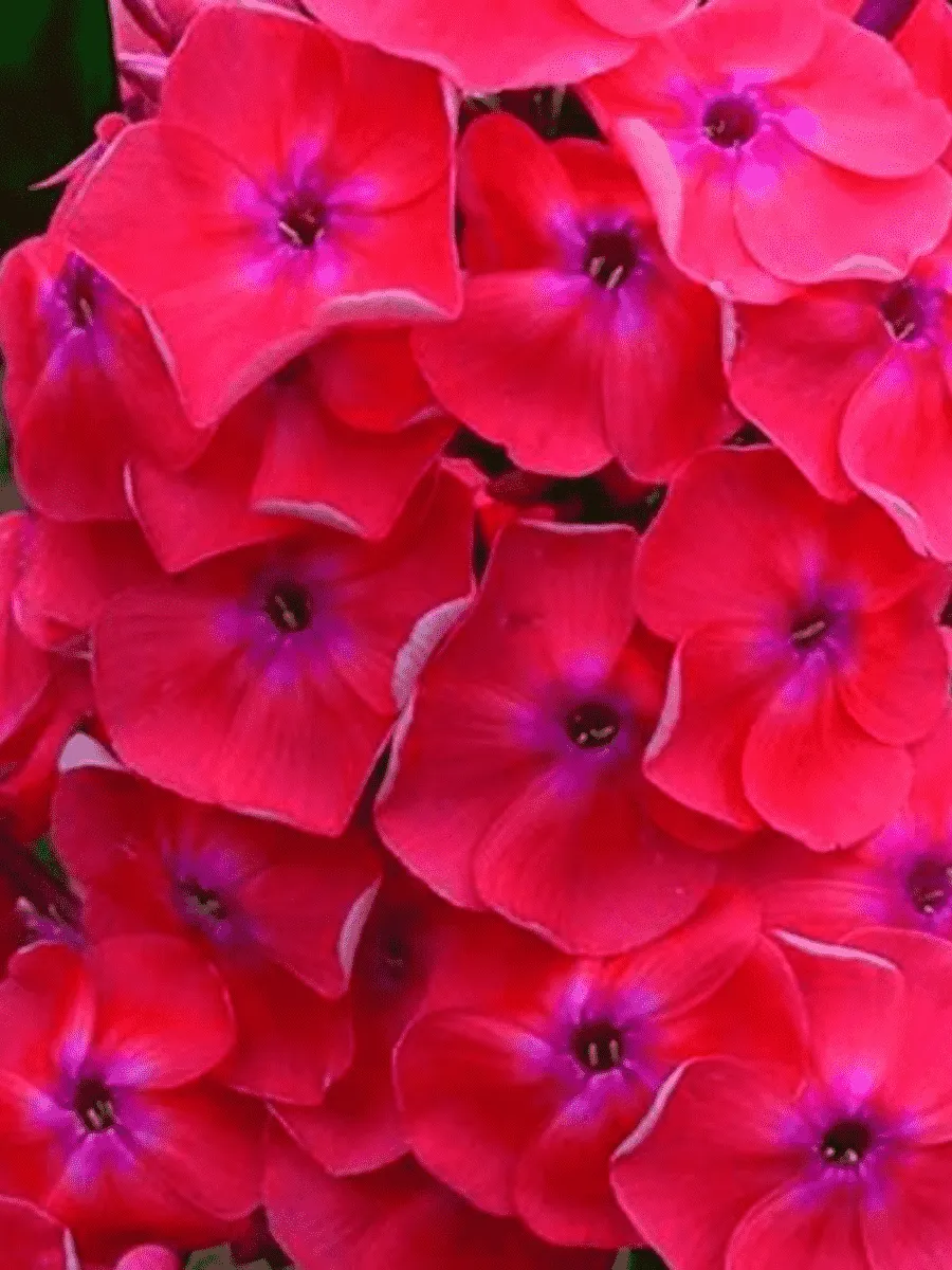 Флокс метельчатый Синьор Помидор