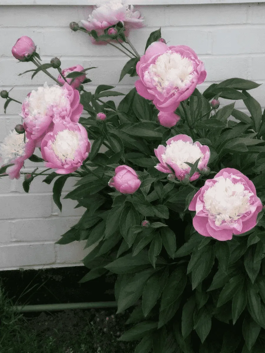 Пион Молочноцветковый Bowl of Beauty