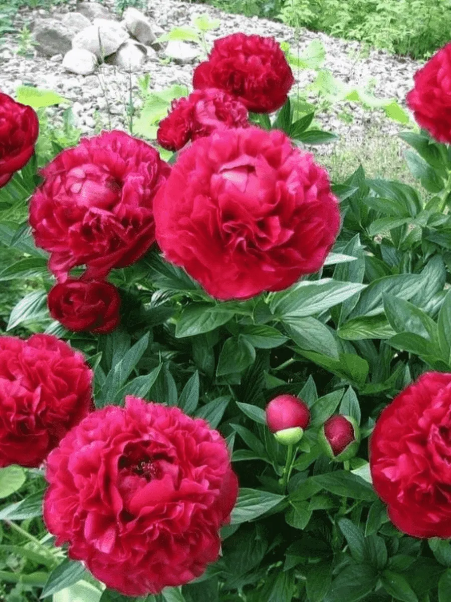 Пион Молочноцветковый Henry Bockstoce