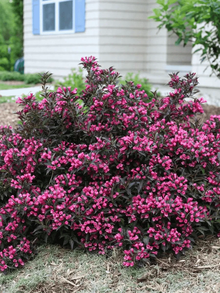 Вейгела цветущая  Purpurea