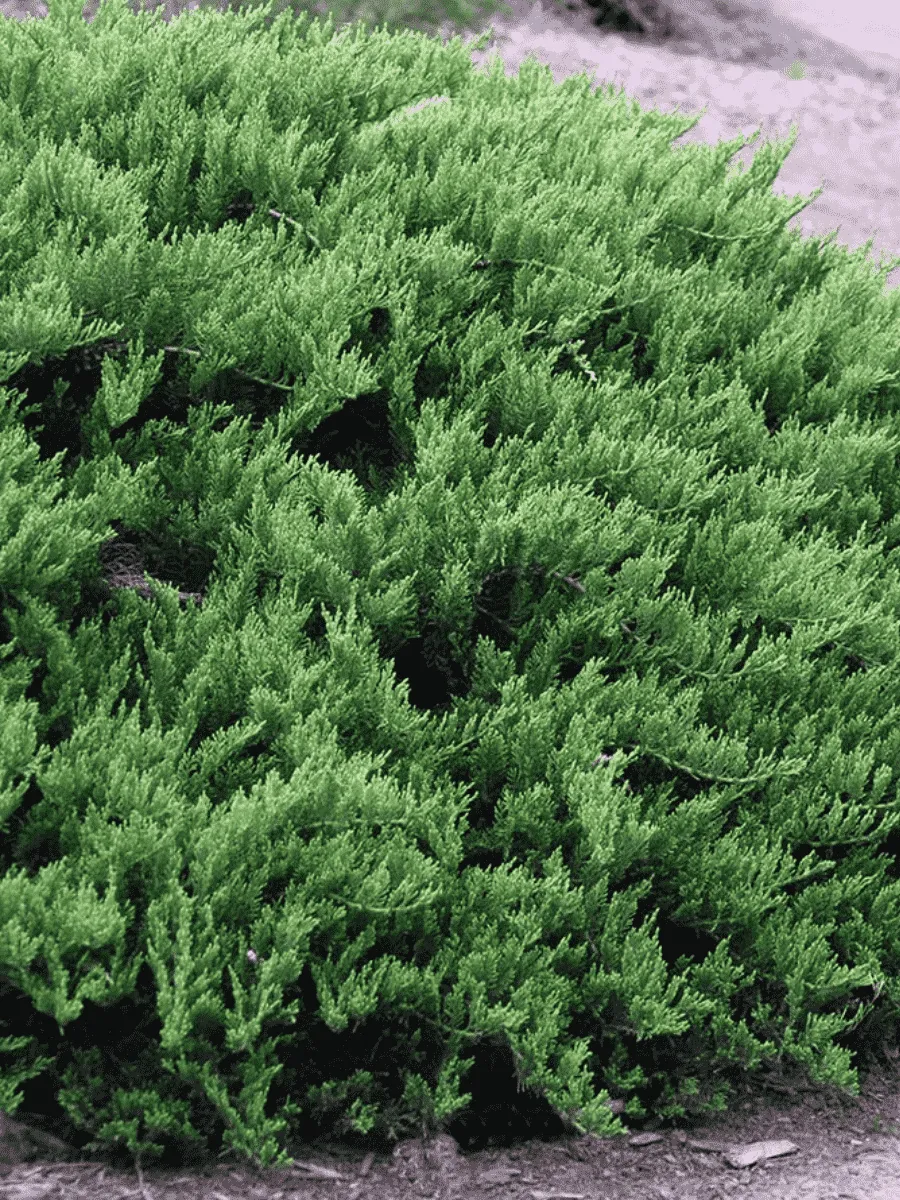 Можжевельник казацкий  Tamariscifolia Можжевельник казацкий  Tamariscifolia