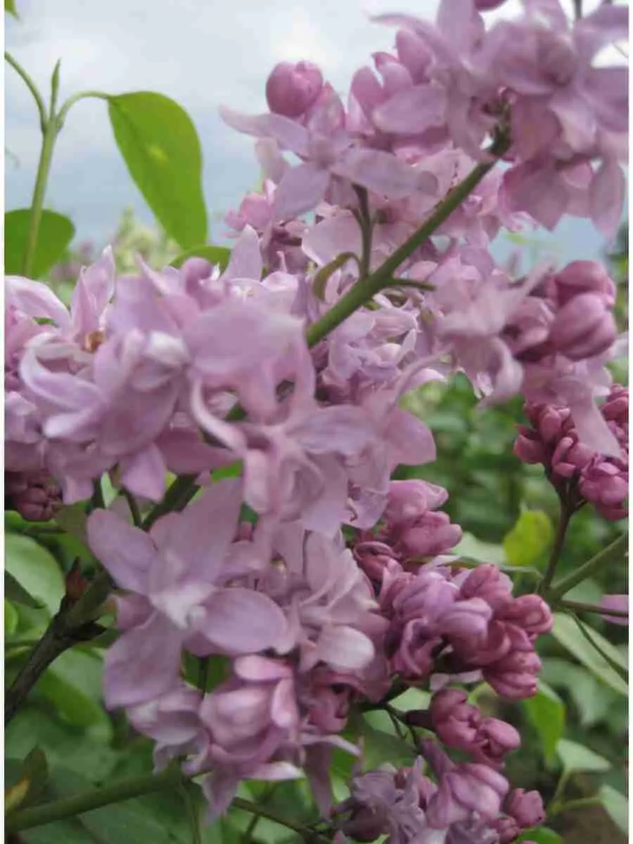 Сирень обыкновенная  Валентин Серов