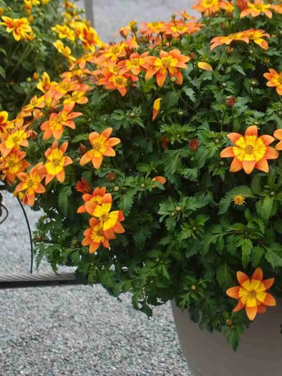 Биденс Биденс