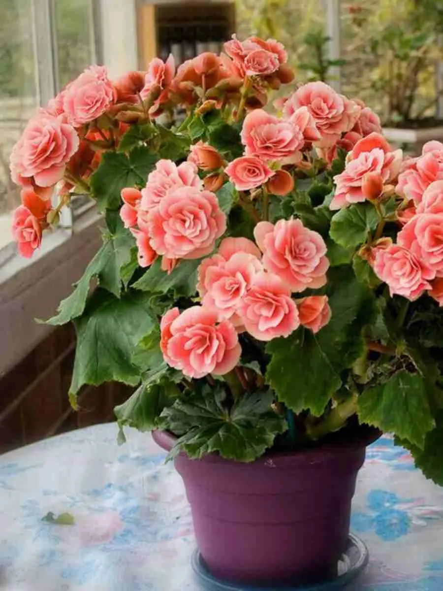 Бегония Бегония