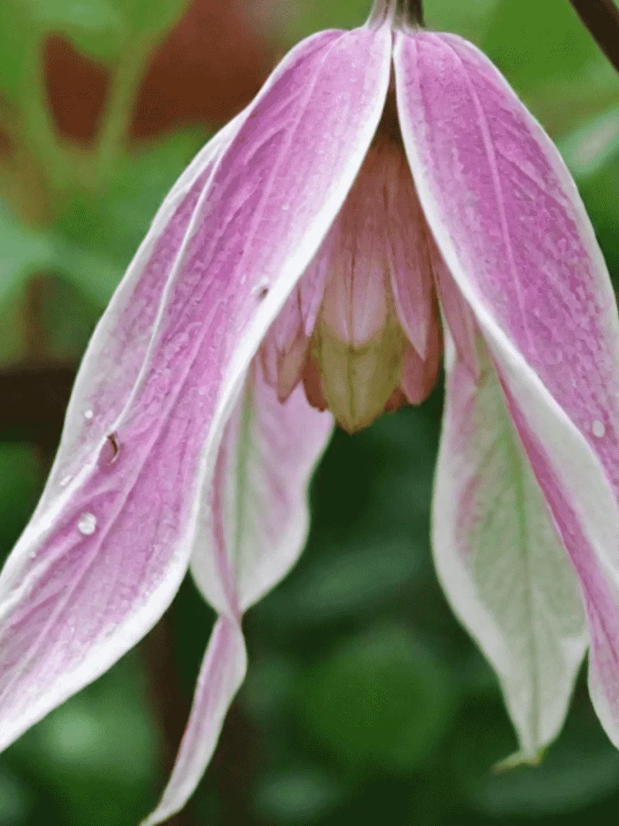 Клематис Columella