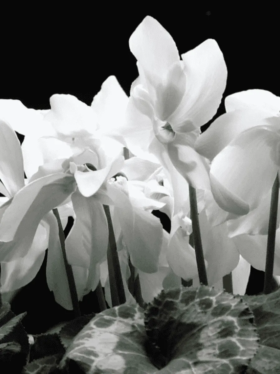 Цикламен персидский White