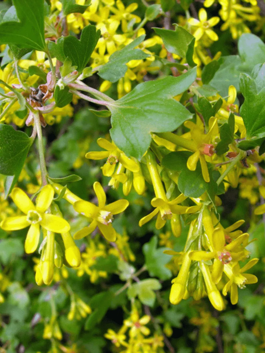 Смородина золотистая Смородина золотистая