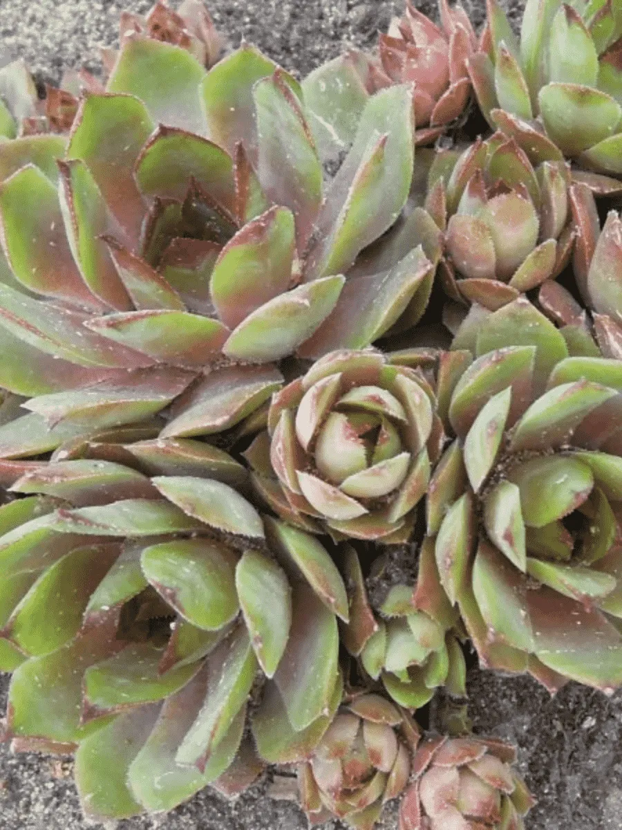 Молодило гибридное Patton