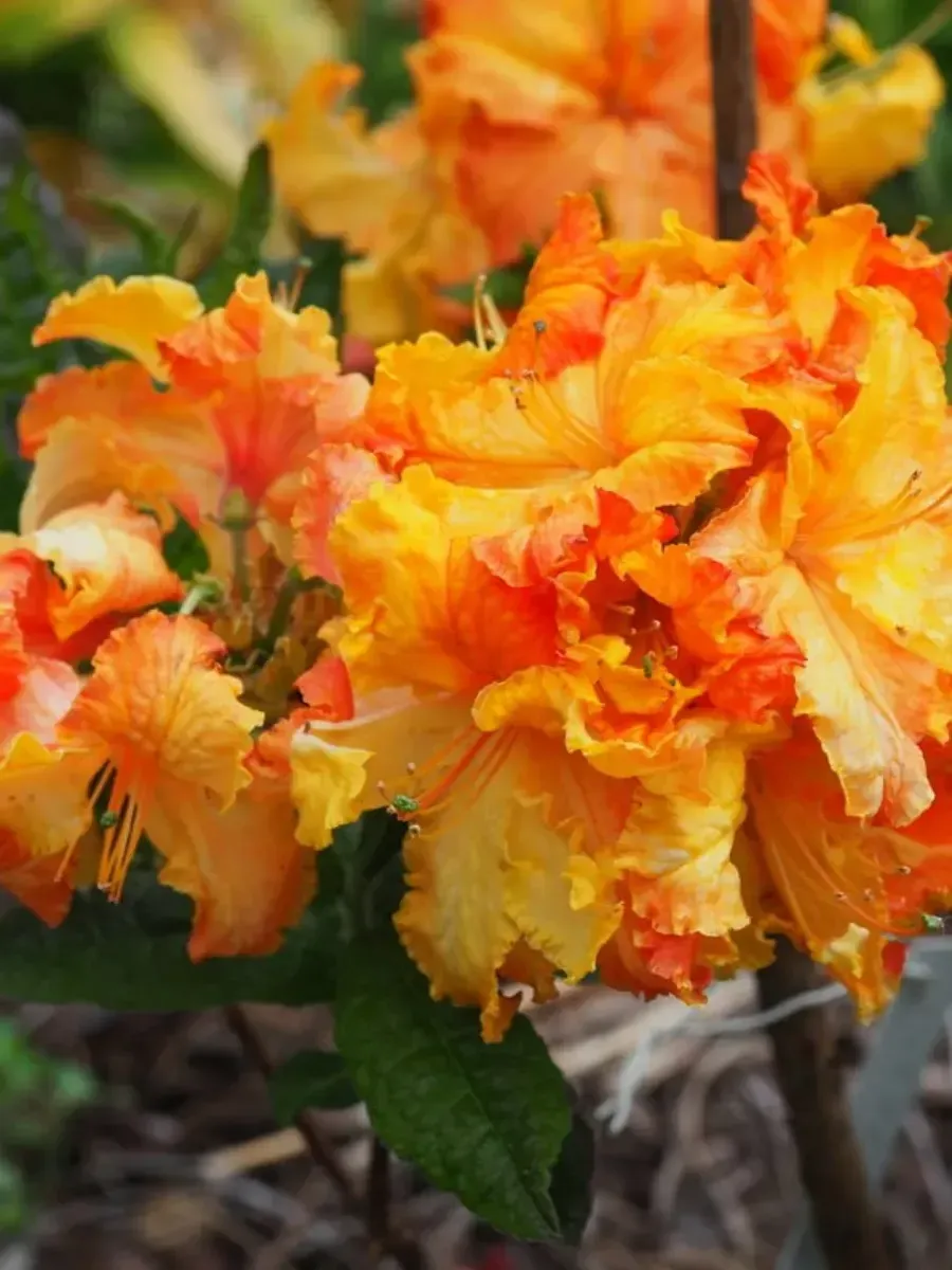 Азалия Nina-Lisa