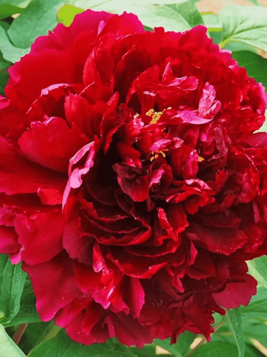 Пион Древовидный Red