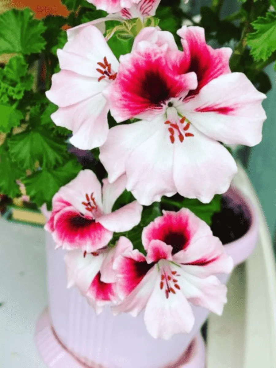 Пеларгония Toscana Florella Bicolour Пеларгония Toscana Florella Bicolour