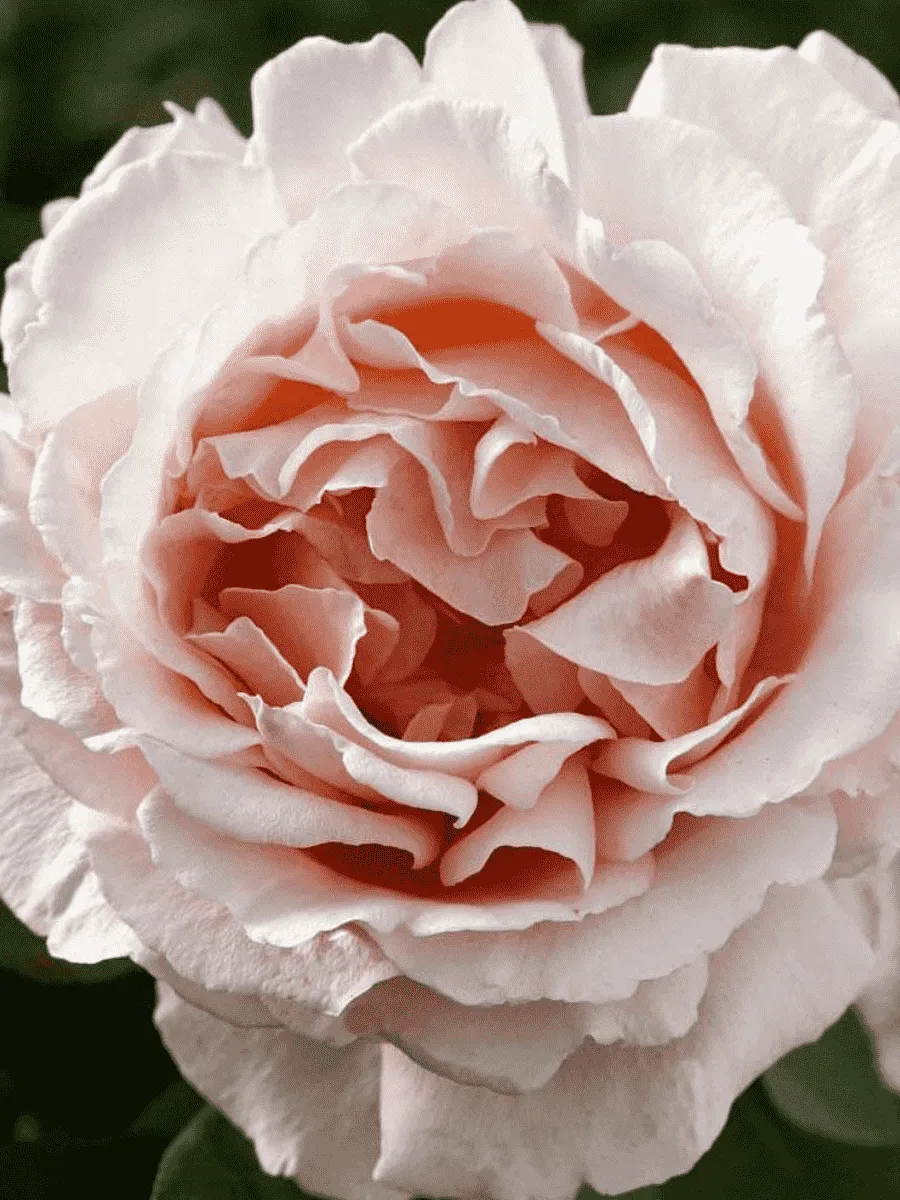 Роза чайно-гибридная Andre Le Notre