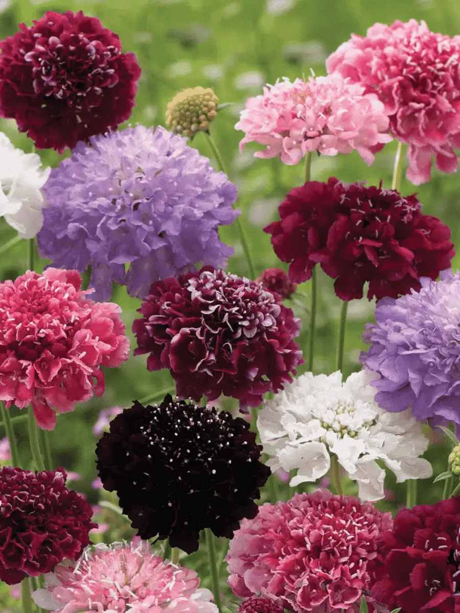 Скабиоза Скабиоза