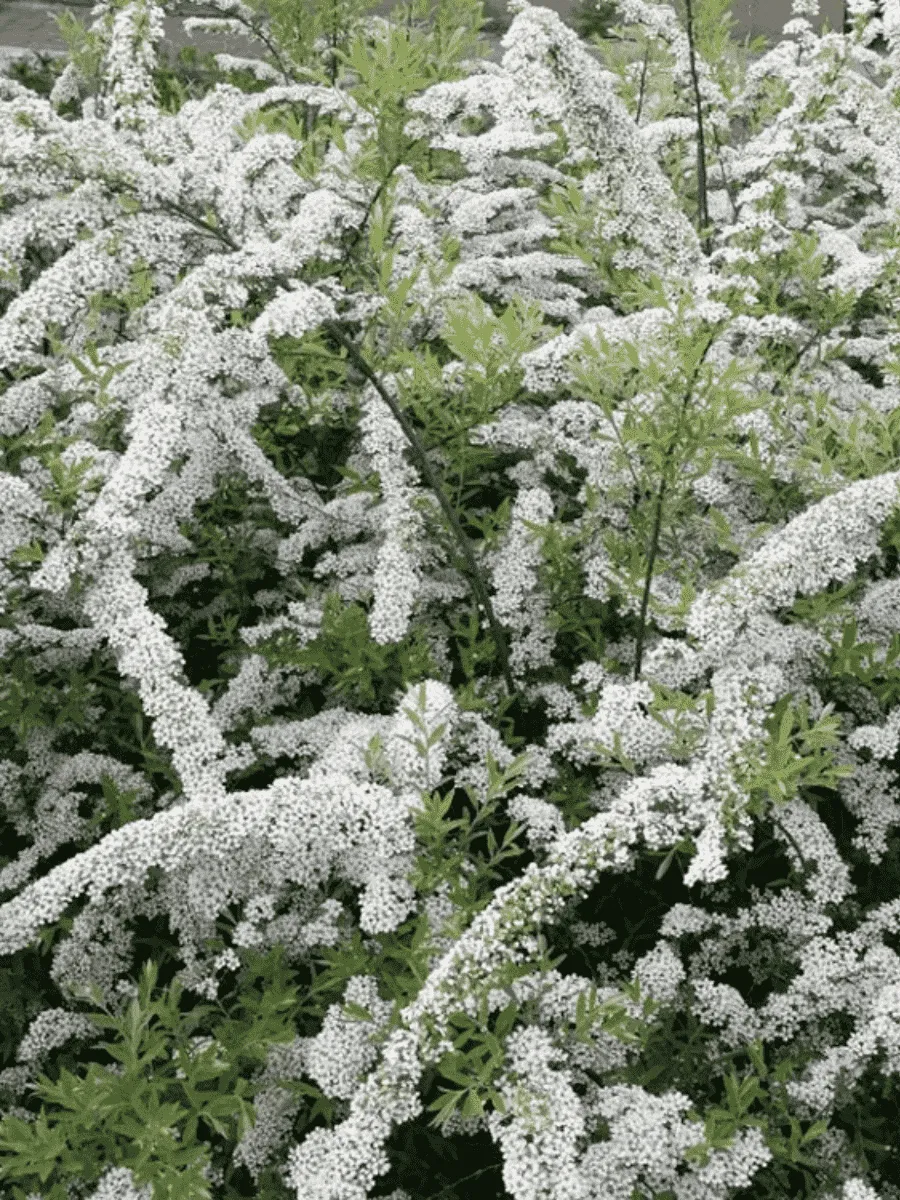 Спирея ниппонская White Carpet