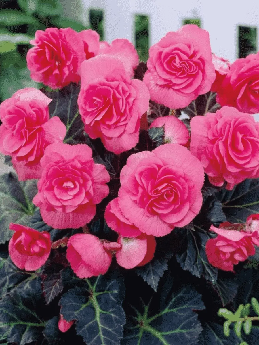 Бегония Double Pink Бегония Double Pink