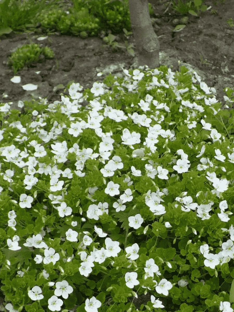 Вероника ползучая Sunshine