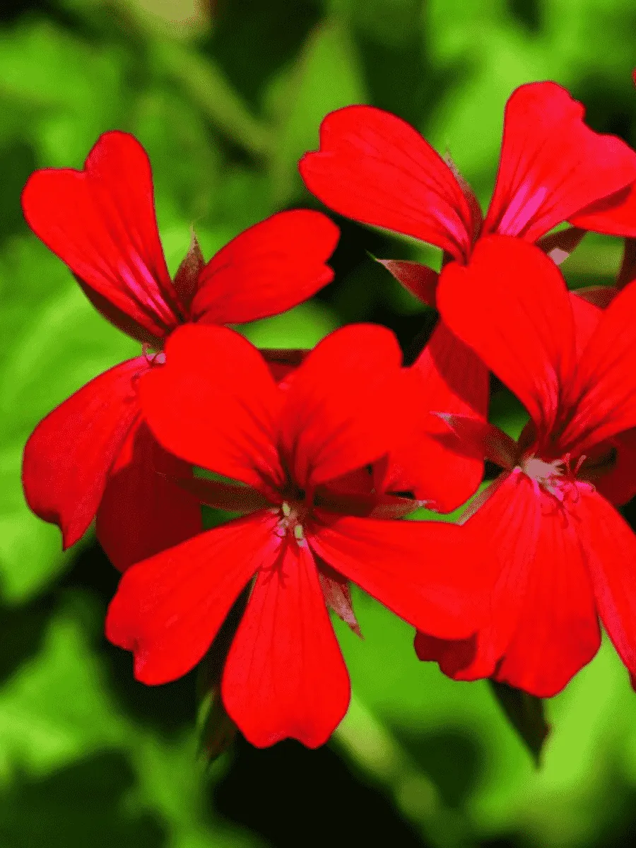 Пеларгония плющелистная  Decora Red кашпо Пеларгония плющелистная  Decora Red кашпо