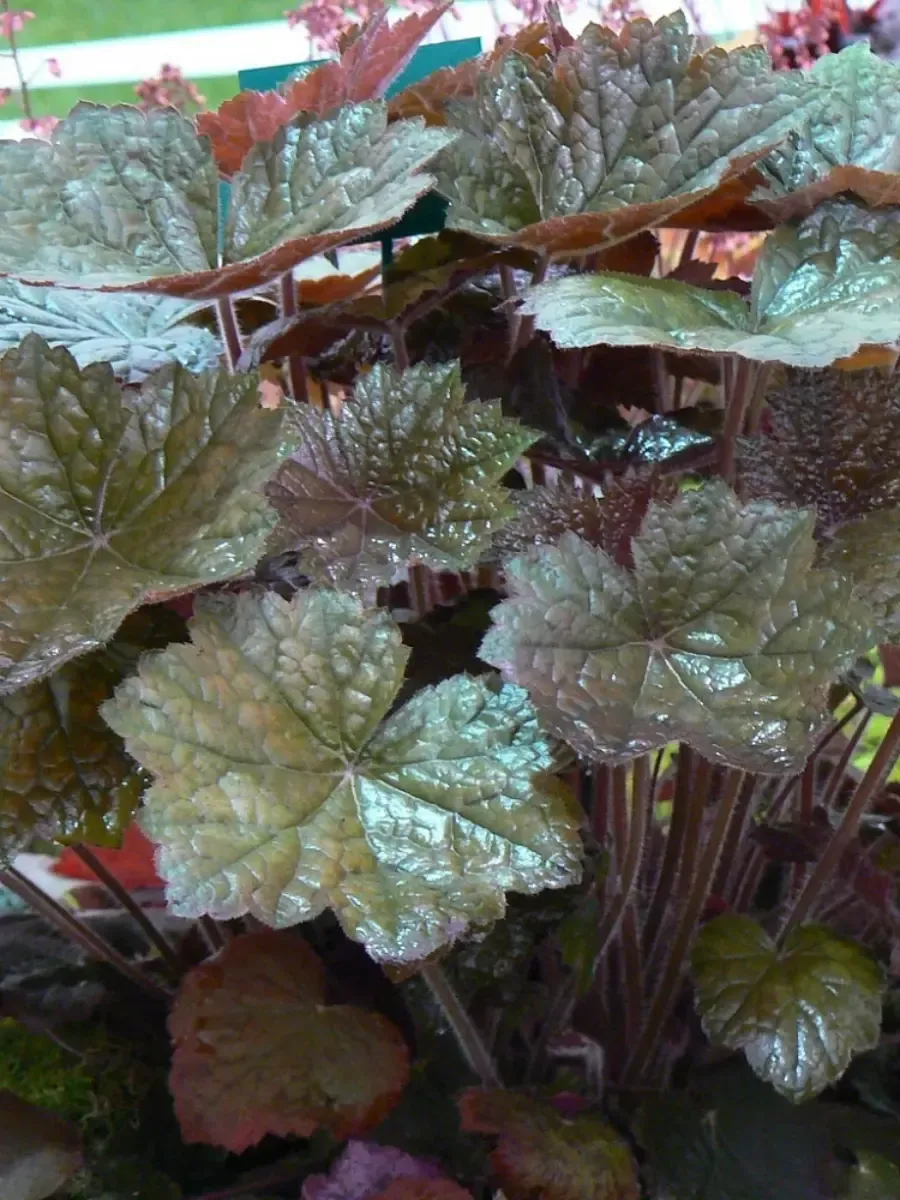 Гейхера Blackout