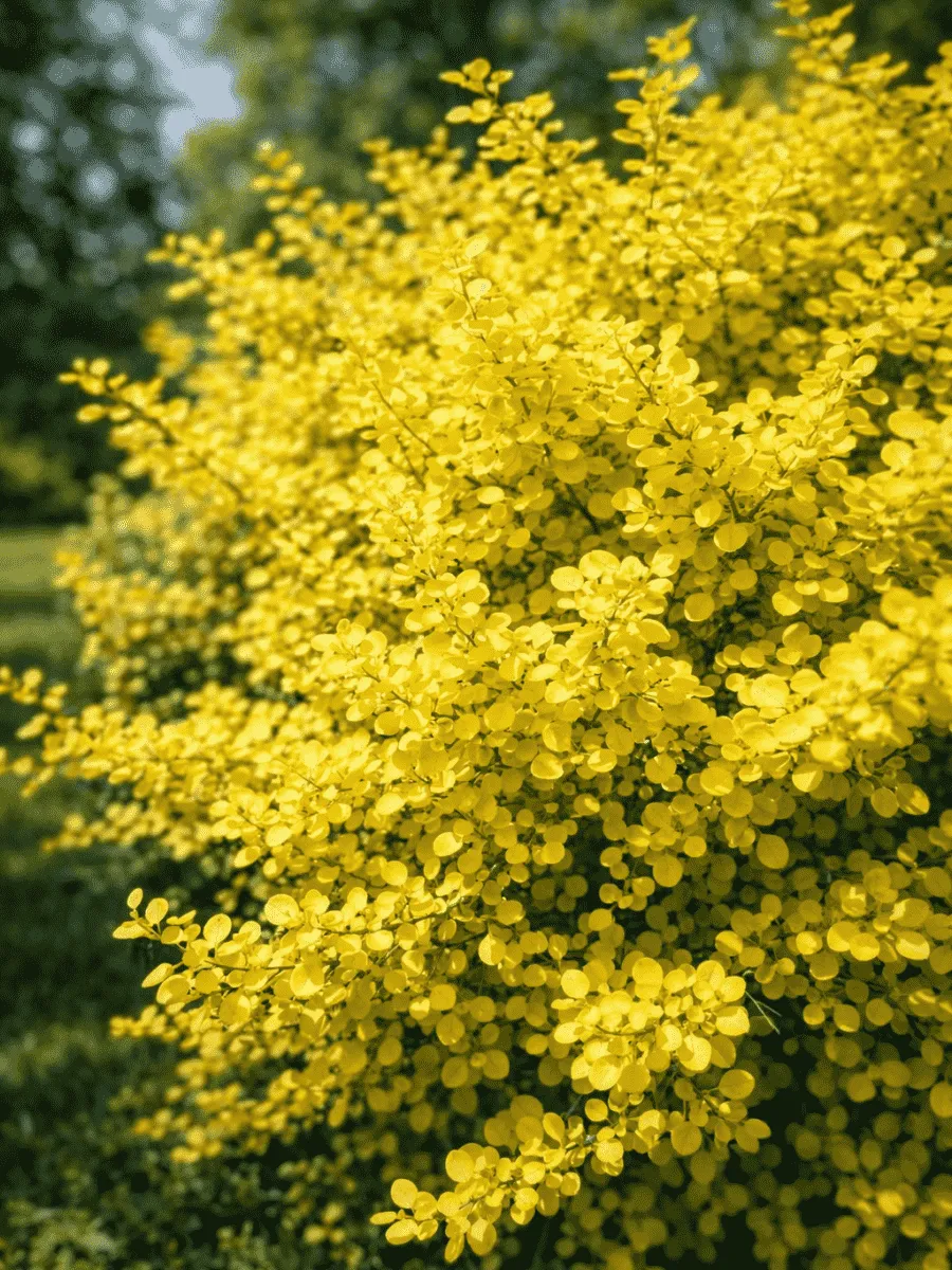 Барбарис Тунберга Aurea