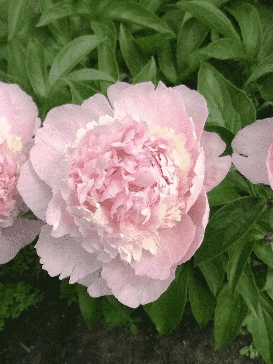 Пион Молочноцветковый Chiffon Parfait