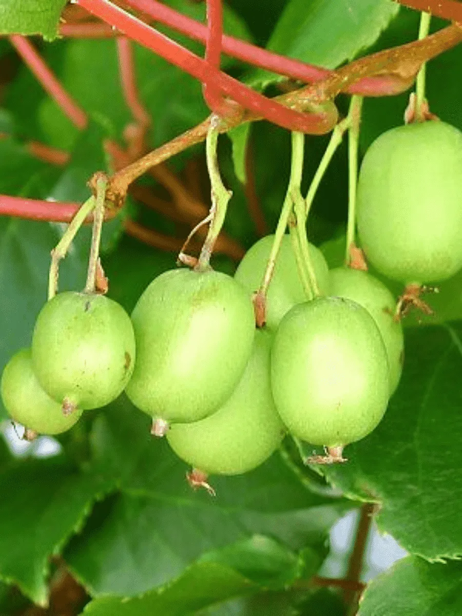 Актинидия коломикта Лакомка Актинидия коломикта Лакомка