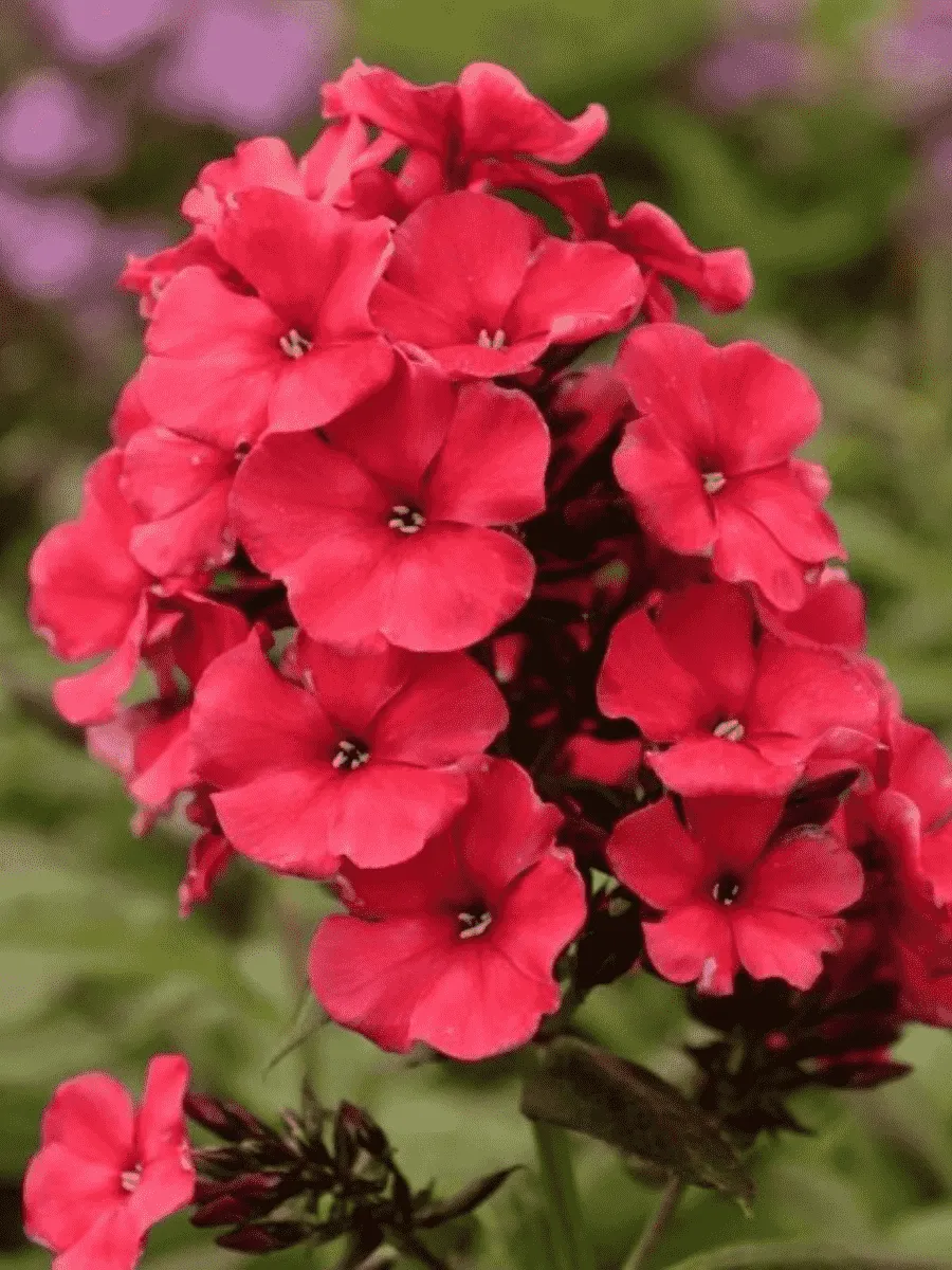 Флокс метельчатый A.E. Amos