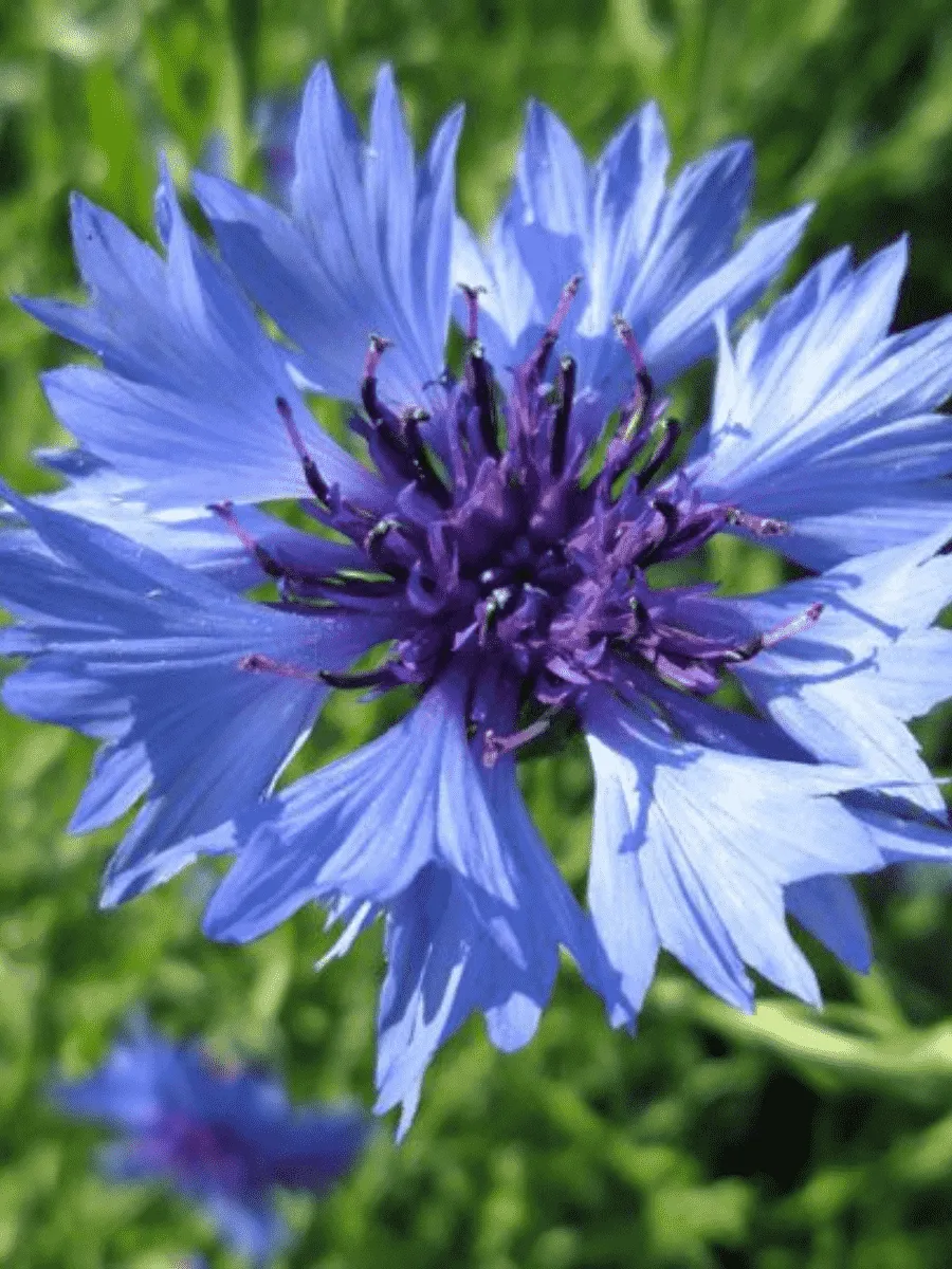 Василек горный