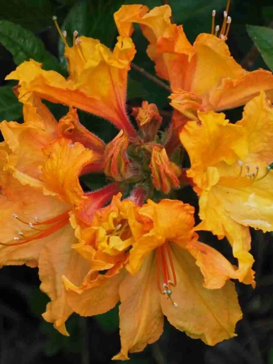 Азалия Ewa-Roza