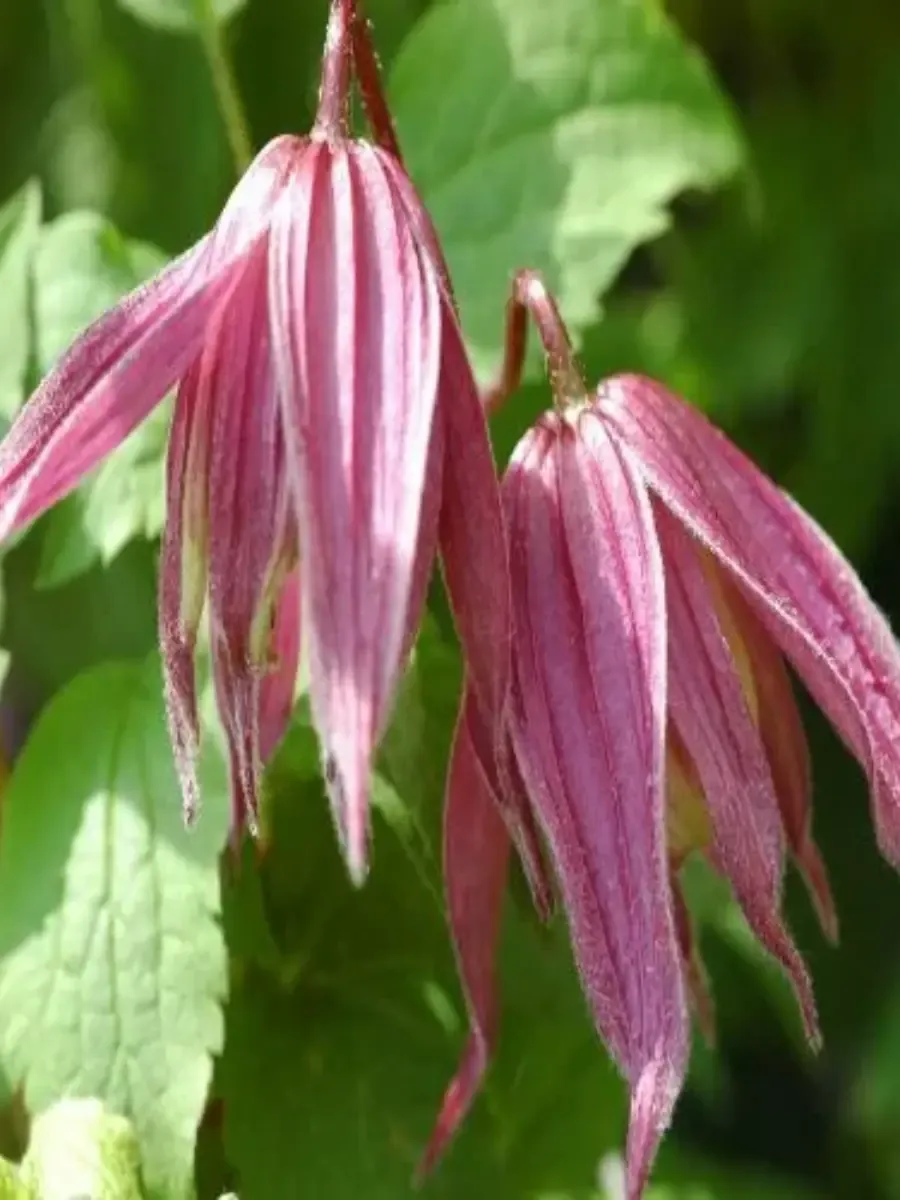 Клематис Columella